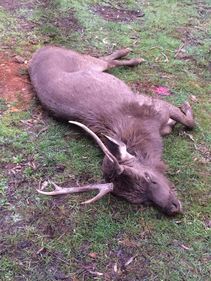 sambar deer hunting Hunt image